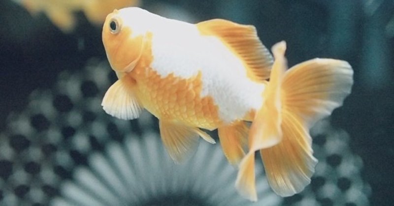 この世界で一番怖いのは 愛する人が愛してくれなかったことを知ったとき ラブ イズ ブラインド より 桃 まいにちエッセイスト note