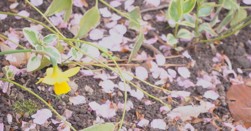 涙のカノン ゆかり 良い言葉は未来を変える Note