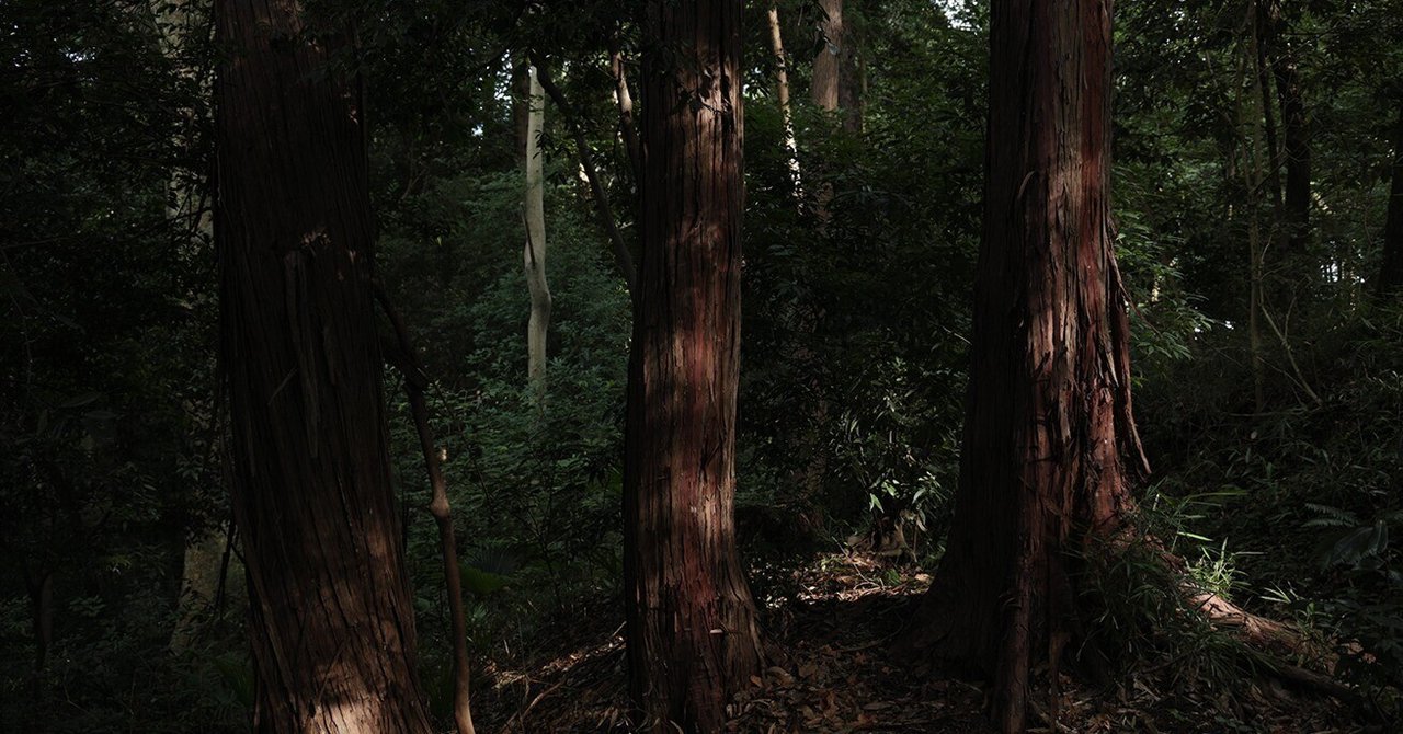 26 泉の森、印象的な三本の樹（Three Striking Trees in Izumi