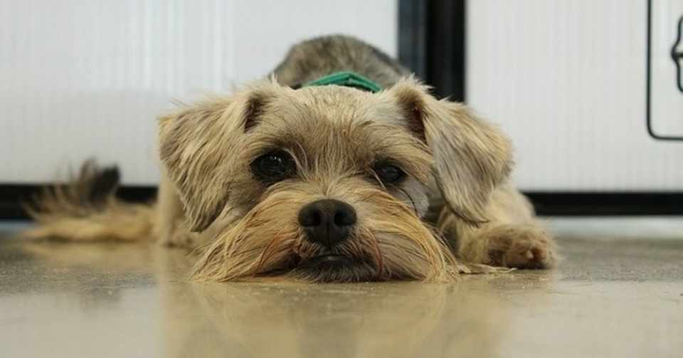 犬の尿路結石に良くない野菜とは 食べちゃいけないおやつや食べ物について 犬の餌情報局 Note