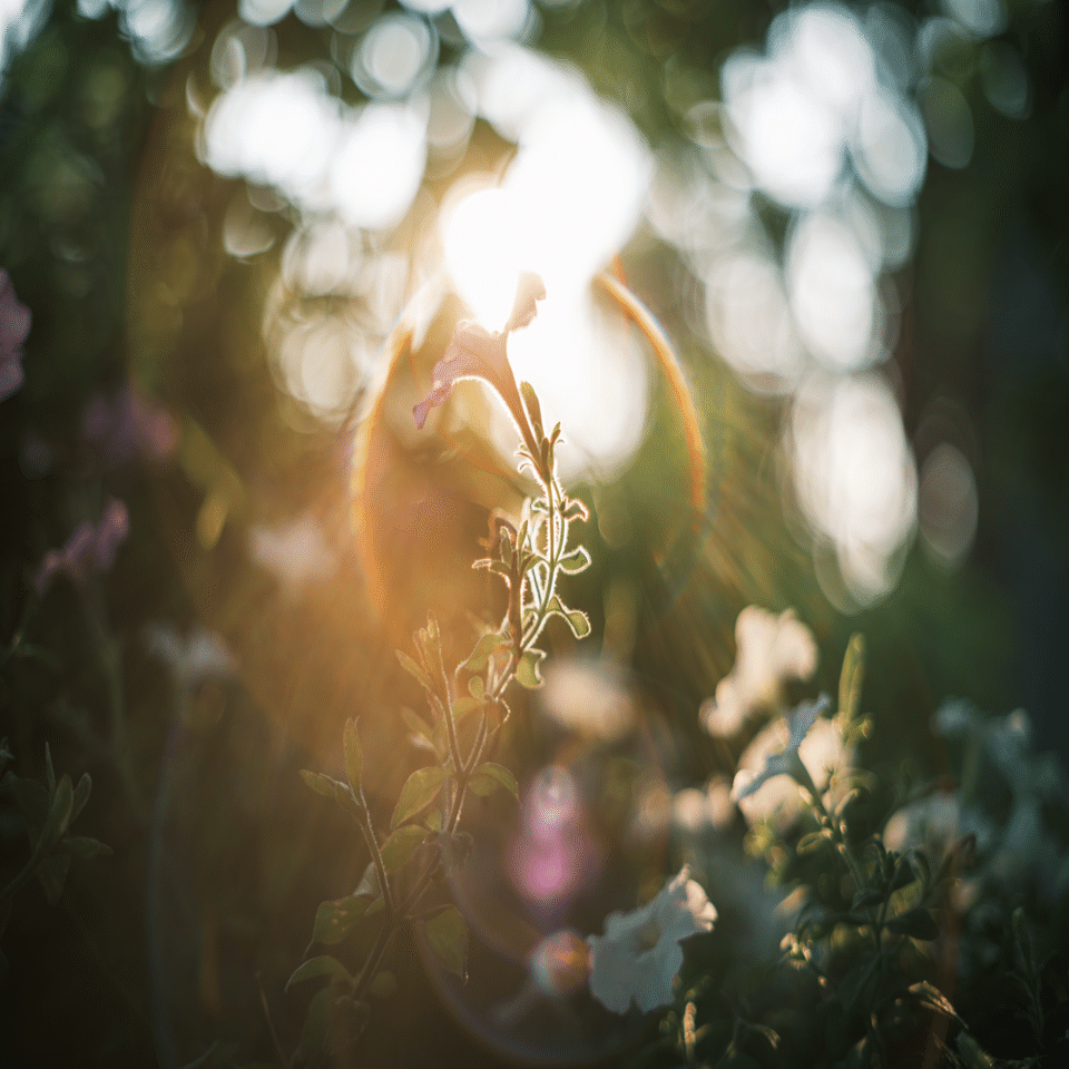 花とオールドレンズ｜Yuya