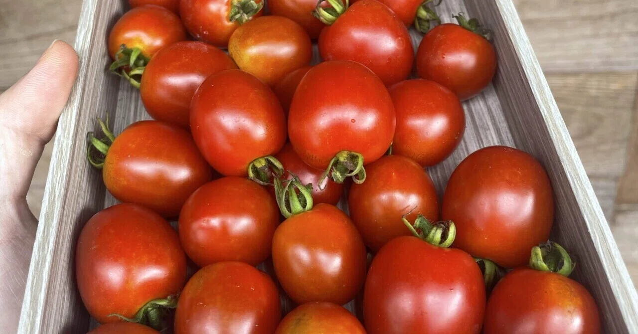 Cherry tomatoes grew with zero effort | Lazy Home Gardening Summer
