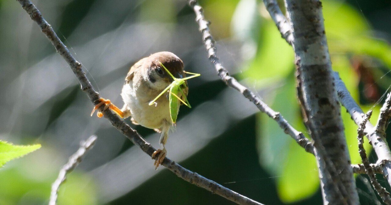 野鳥が好きです!#183我孫子市手賀沼沿い「鳥の博物館」｜take