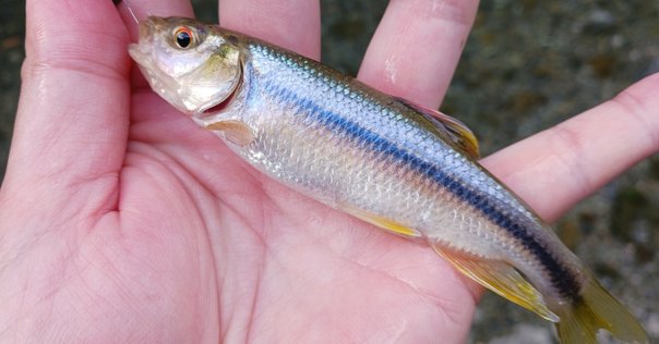 和竿　　ヤマベ釣り、 江戸和竿の経験 シーズン2 その5｜Ghana