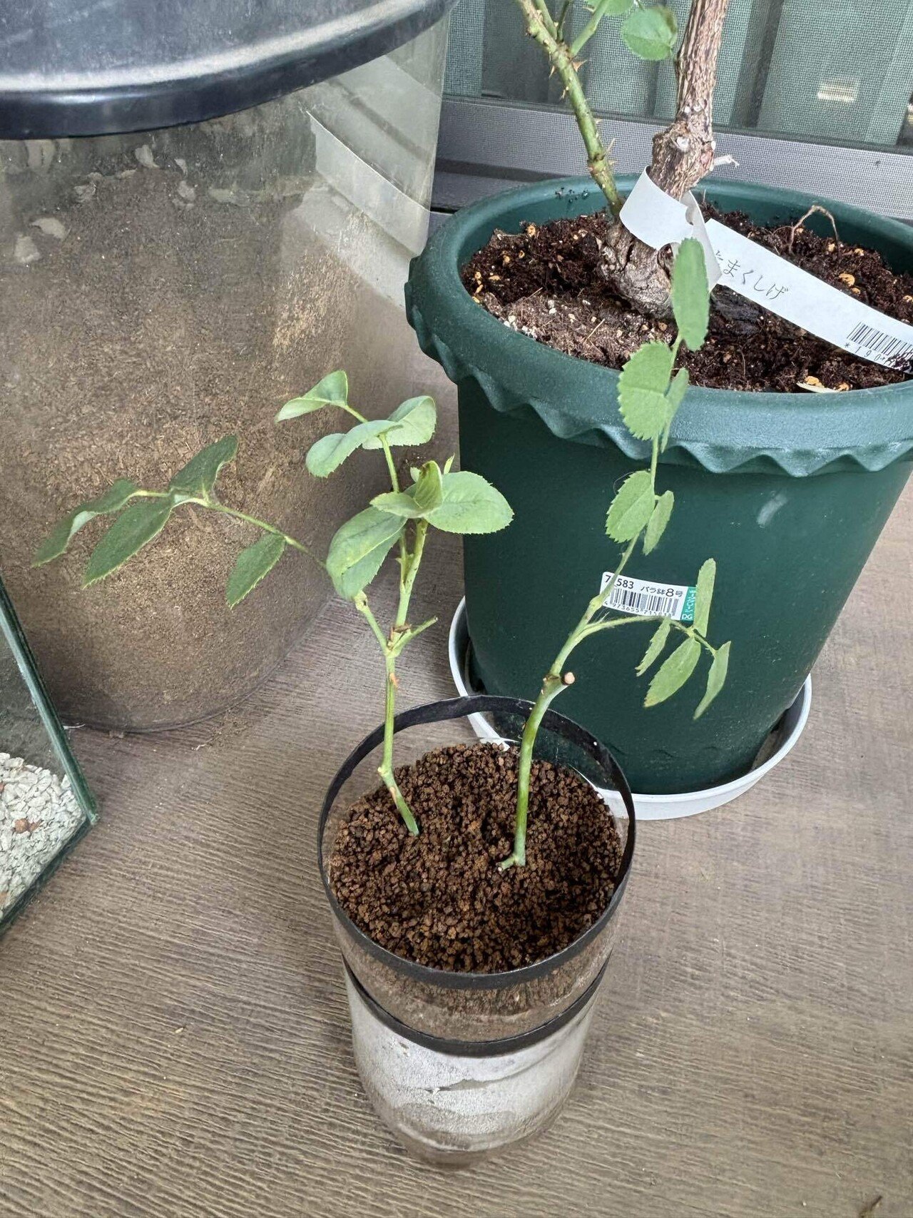 バラ売り対応後にページ更新します Amazon.co.jp: [ ダフネ バラ 新苗 4号鉢 ] バラ苗 鉢植え 薔薇 ばら