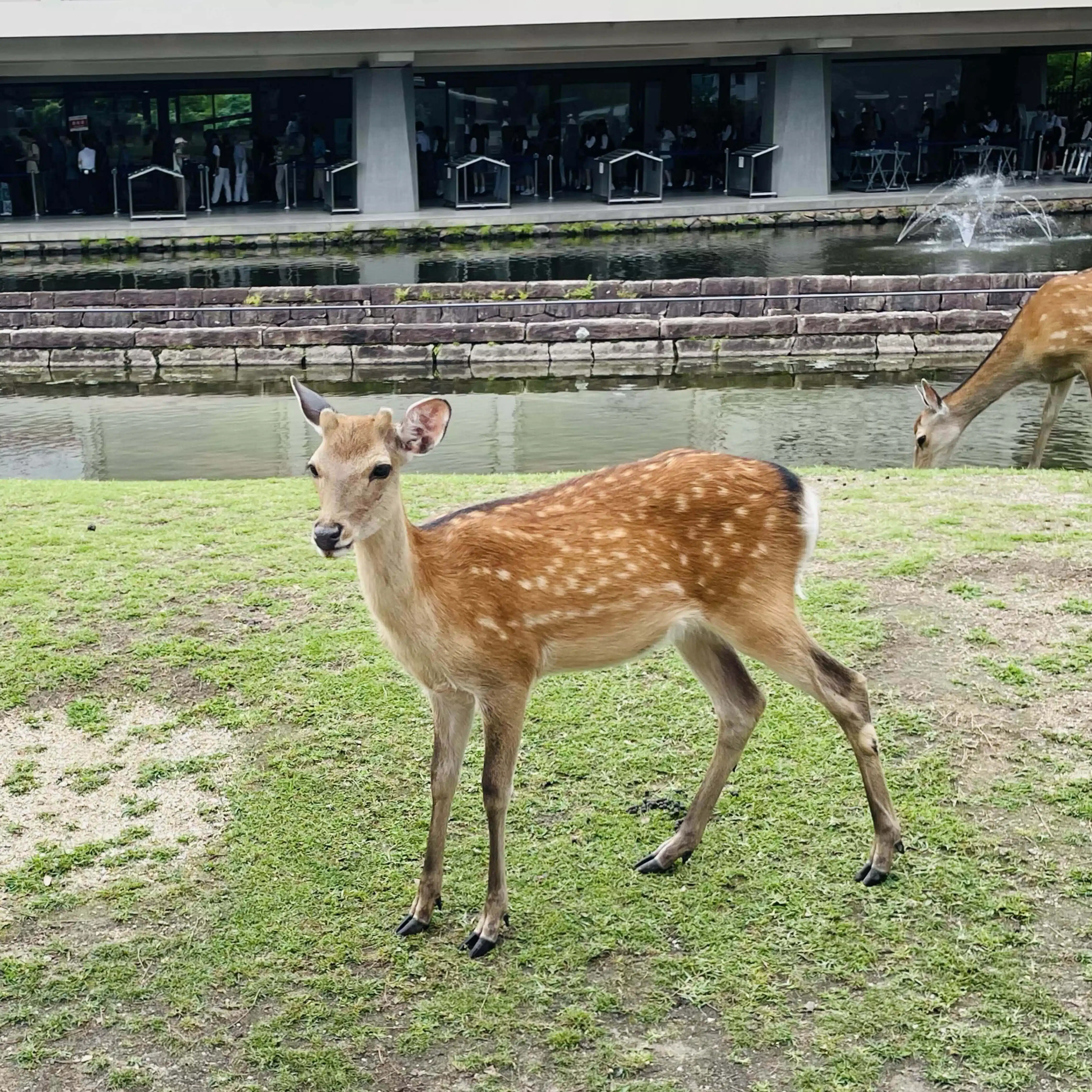 鹿と山羊