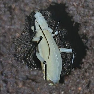 おさこじき
