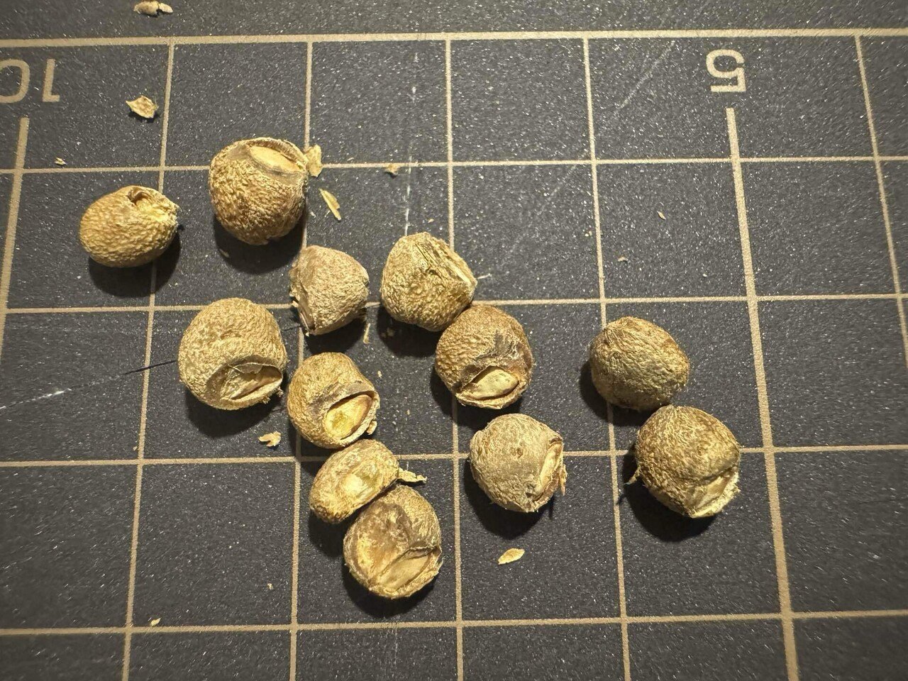 どこにあるの!? パキプスの“フタ”を開けるまで｜初心者の播種