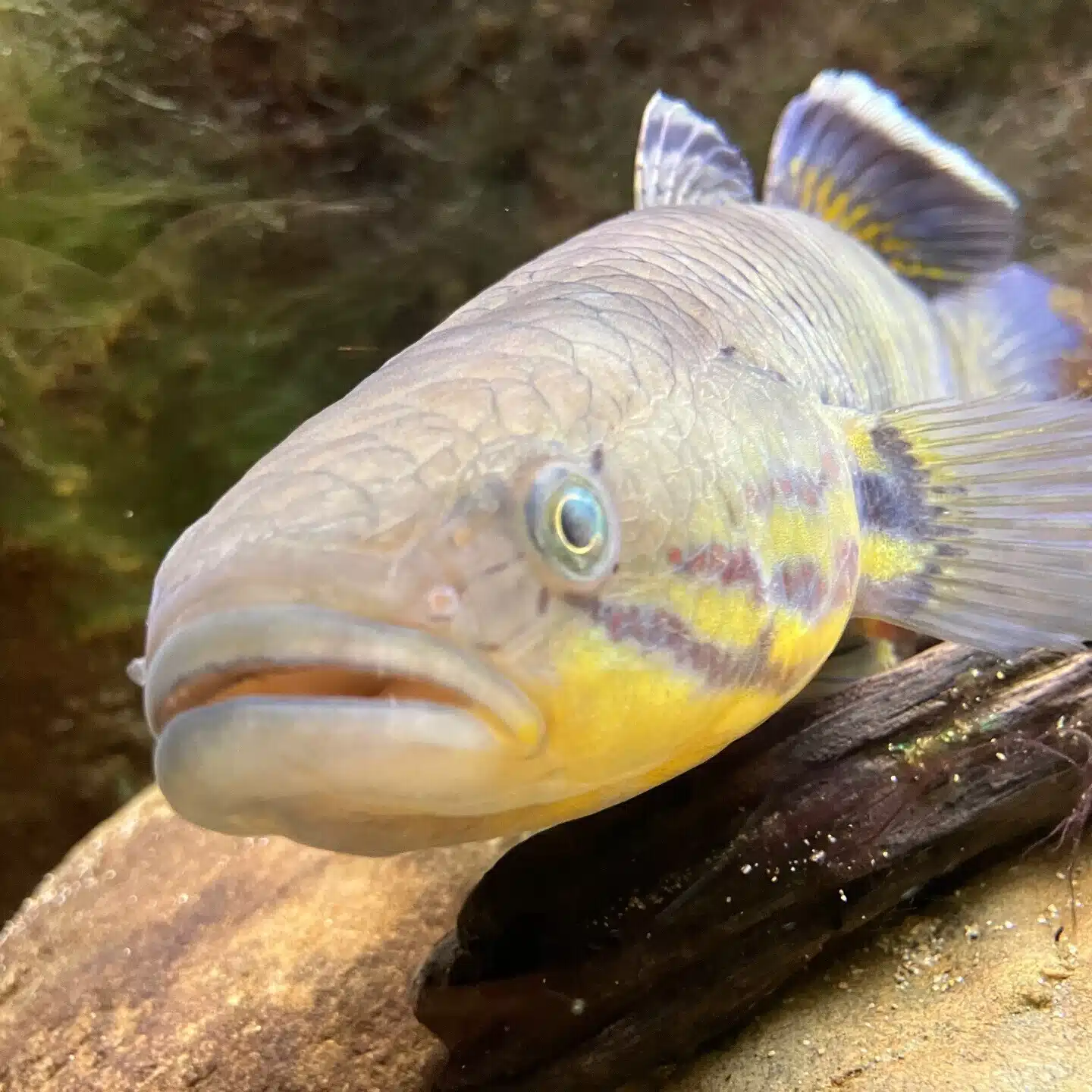 海老ちりめん