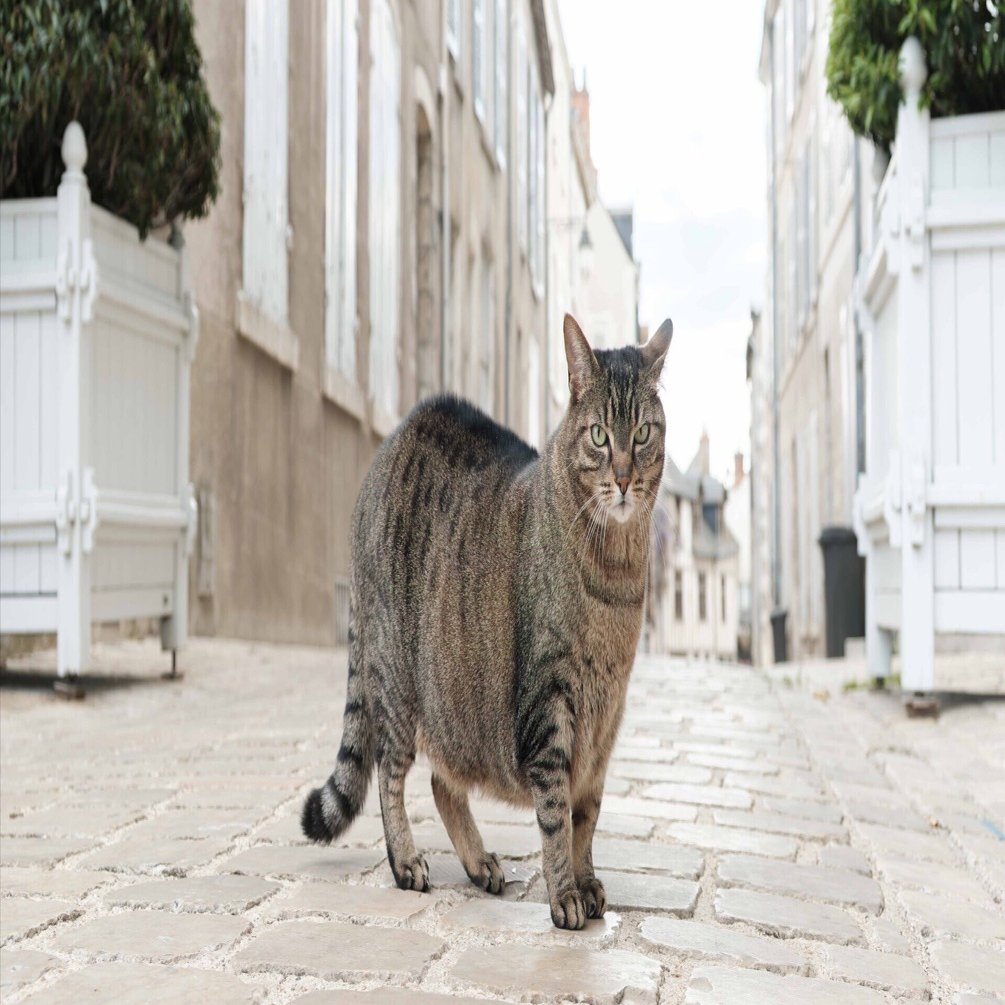 旅するカメラ FUJI X-T2 Blois Lyon France note 初心者｜tackphoto