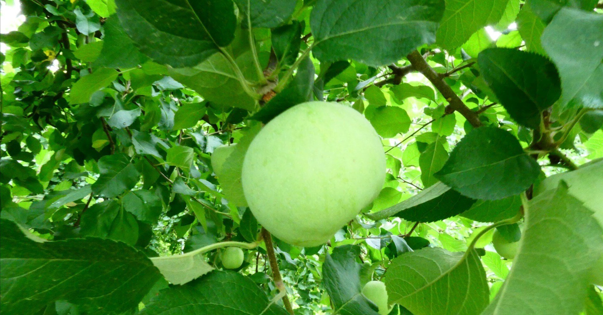 りんごの生育レポート＃2025年7月｜クニミノマド オーナー制度