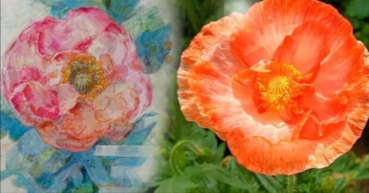 美品　Serge Marjisse【エコルとひなげしの花】肉質画 種まきした半年後、美人の虞美人草が咲いたので絵を描くよ。｜かじよこ