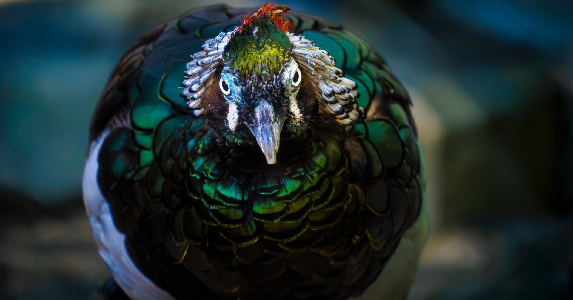 最終値下げ、マイクロフォーサーズ対応 100-300mm 楽天市場】マイクロフォーサーズ 望遠 300mmの通販