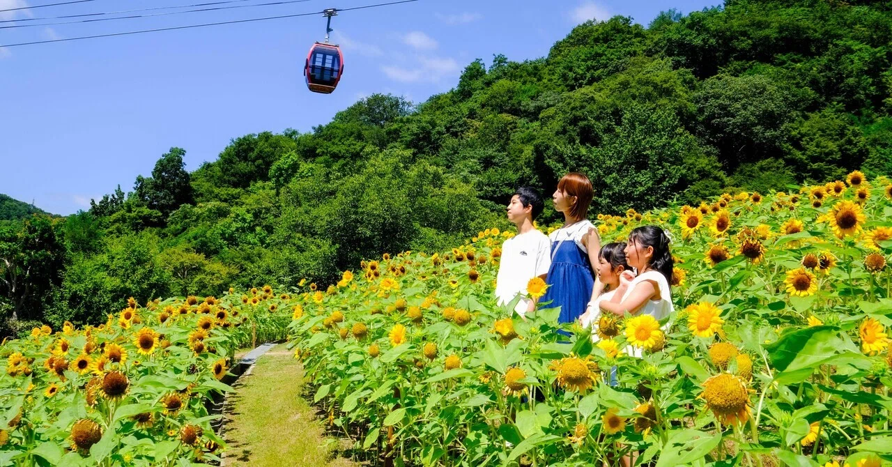 Sunflower🌻 Photography📷｜カラフルフォトアーティストMIWA
