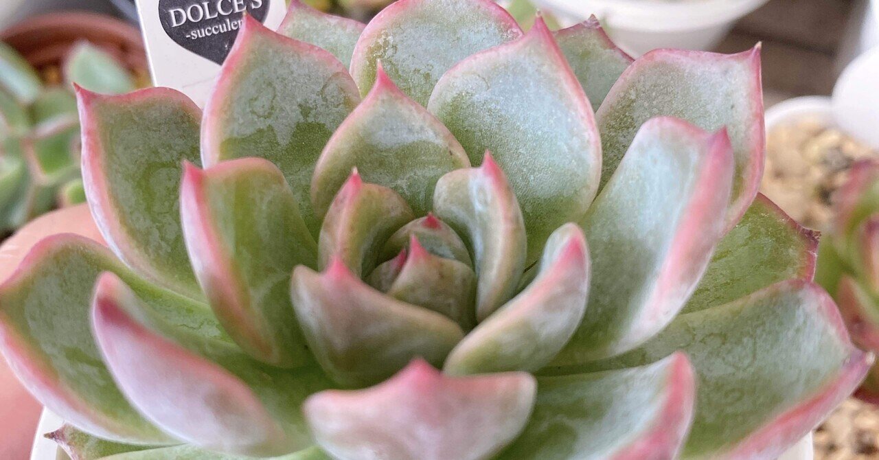 多肉植物・葉挿しの成長記録〜大きくなりました｜hika@m