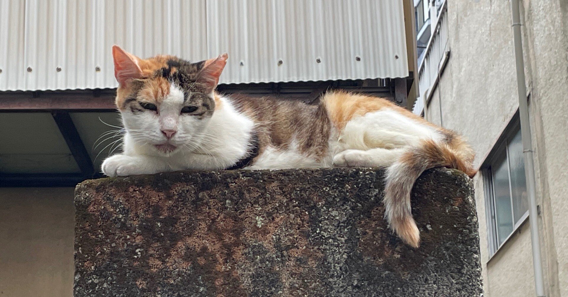 花猫 猫猫我美么#三花猫#三花猫の魅力🐈🐱😺 #cutekitty #beautiful