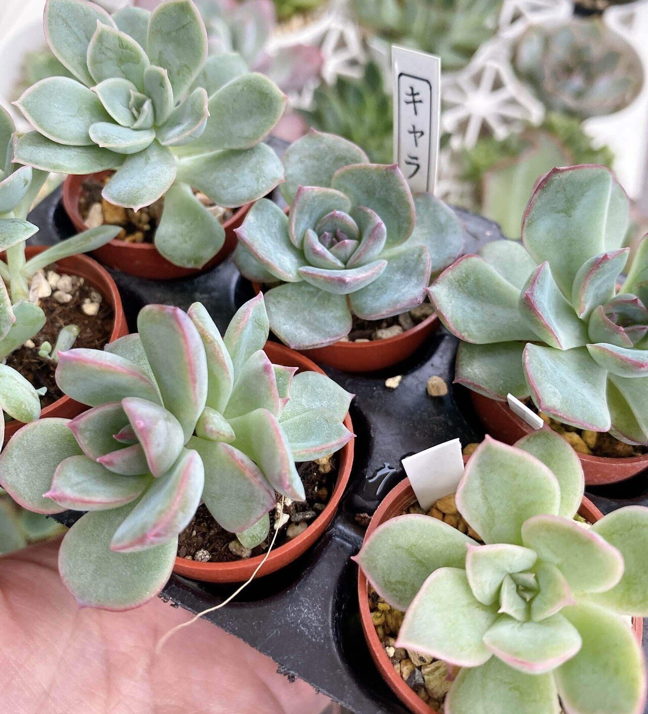 専用　多肉植物　プベスケンス　葉挿し 多肉植物葉挿し実験・延長戦！！ | ブログ版Olive&SucculentGarden