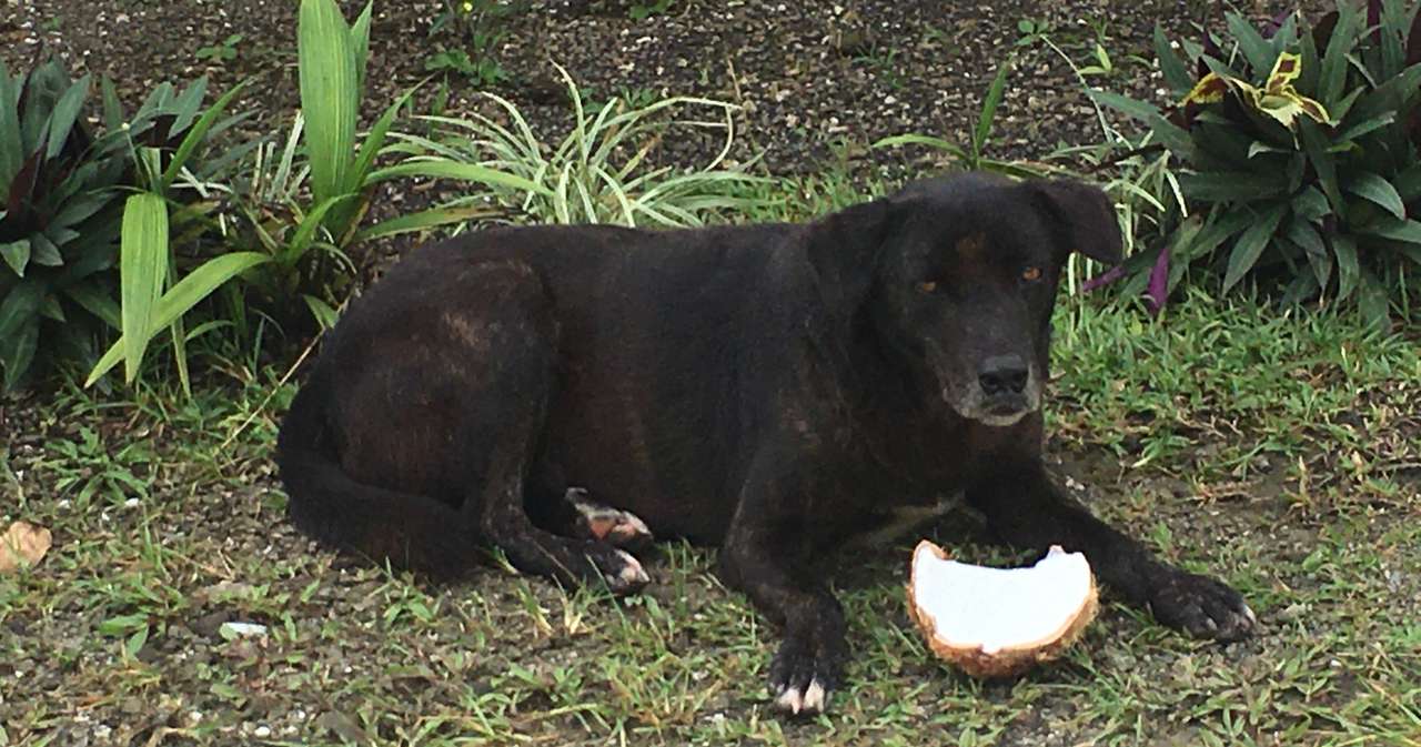 美咲 ココナッツも食べる犬 松野ビル 大人のこうかん日記 Note