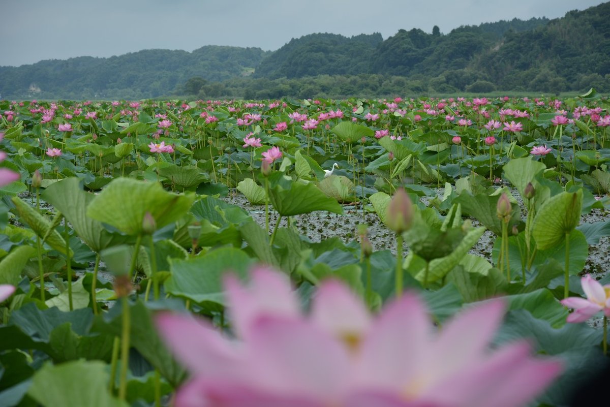 20170806_れんこんくらぶ④はすのお花見会1_伊豆沼はすまつり（伊豆沼） (141)