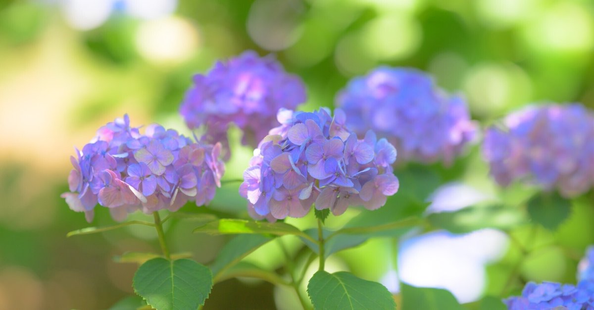 紫陽花｜YUTA録