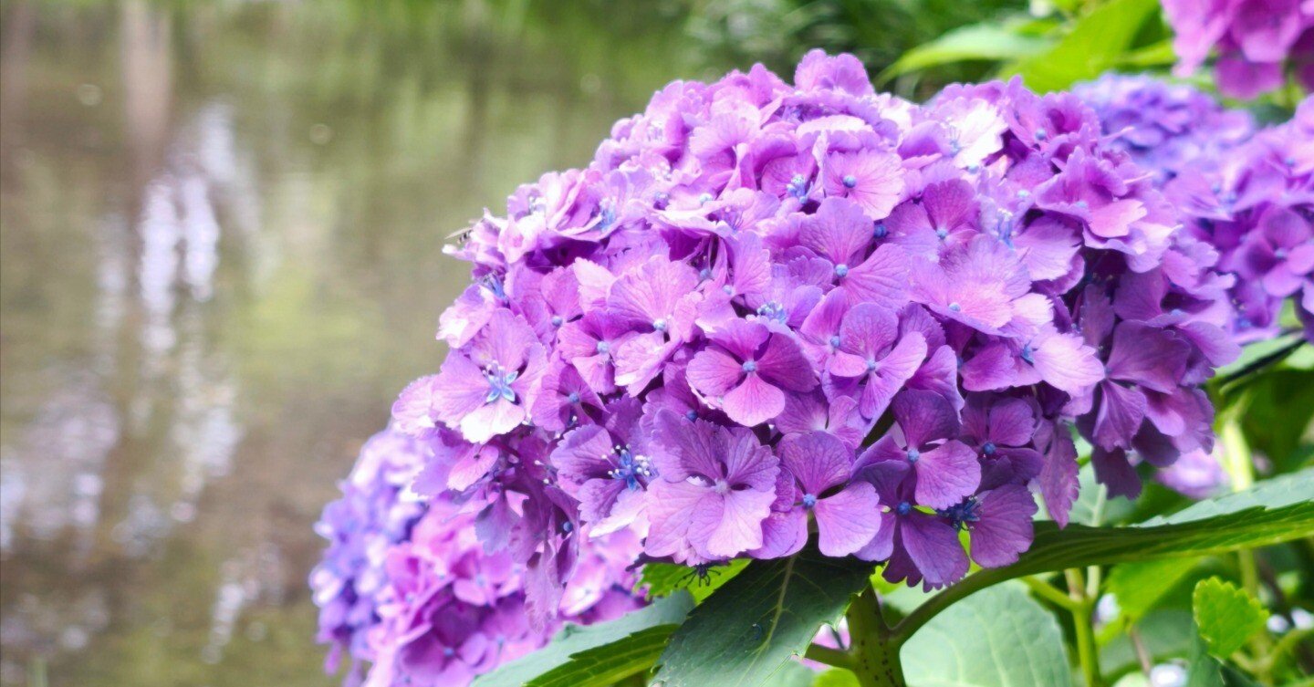 中島公園の紫陽花と、午後のデザート（2025年7月20日）｜てんてん