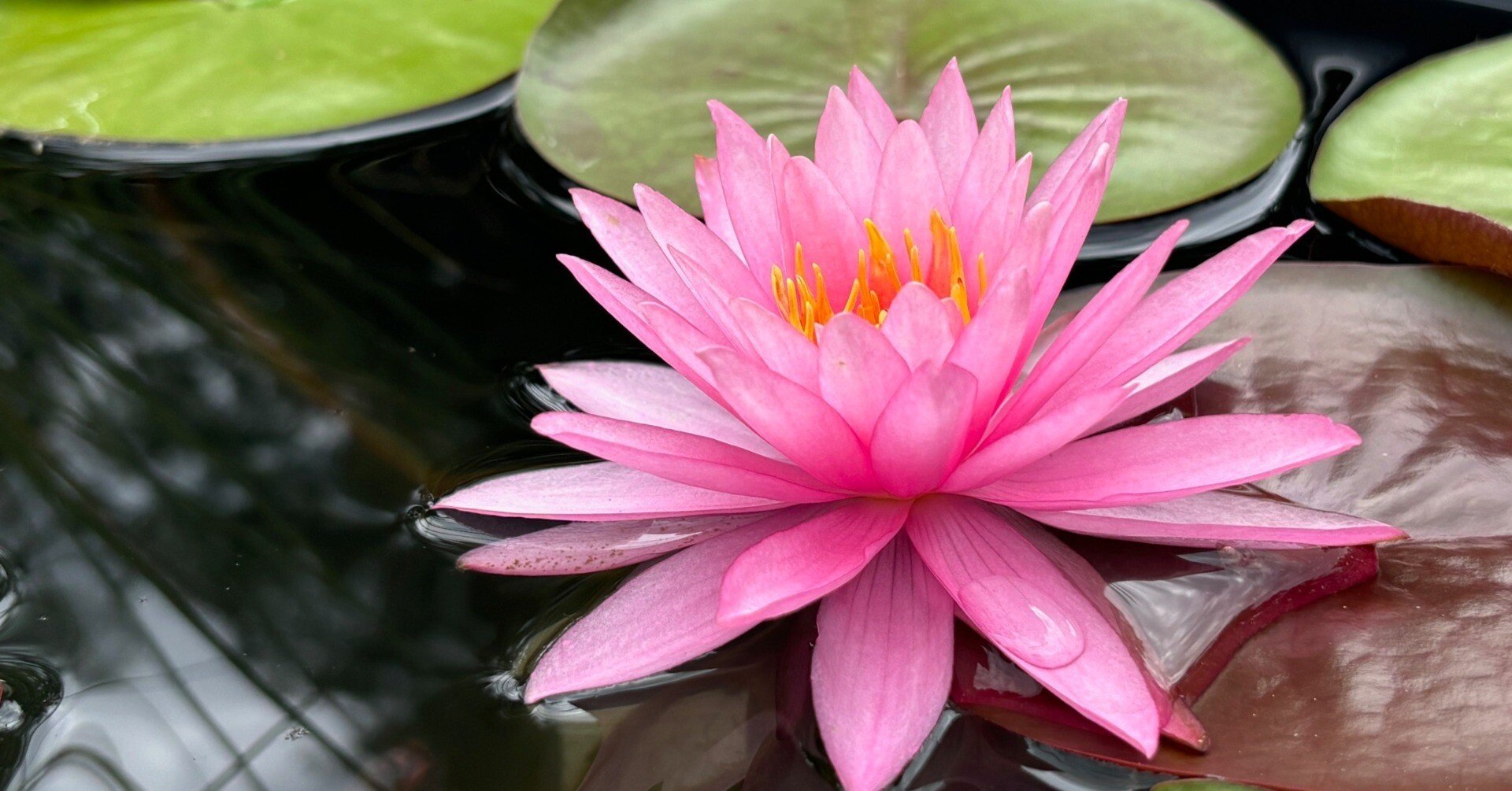 54407a6f24a9a83bc074362315a240