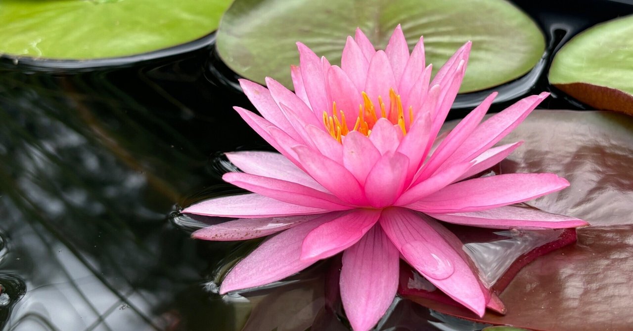 花言葉】睡蓮（スイレン）waterlily｜璃桜（りおう）＠日常の彩り