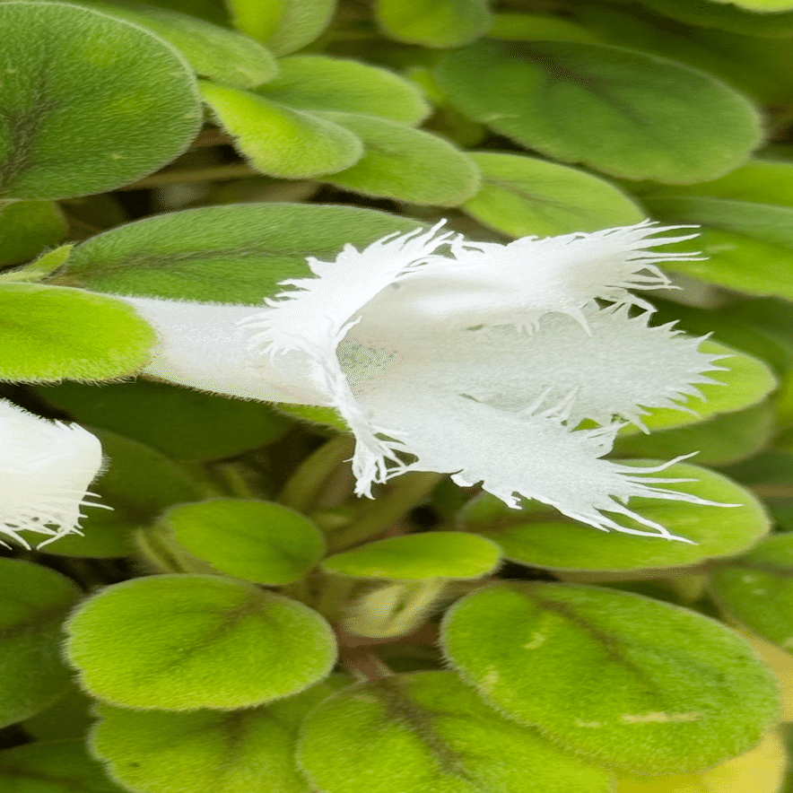 アルソビア ディアンティフロラ 室内花の女王｜EGGSEED