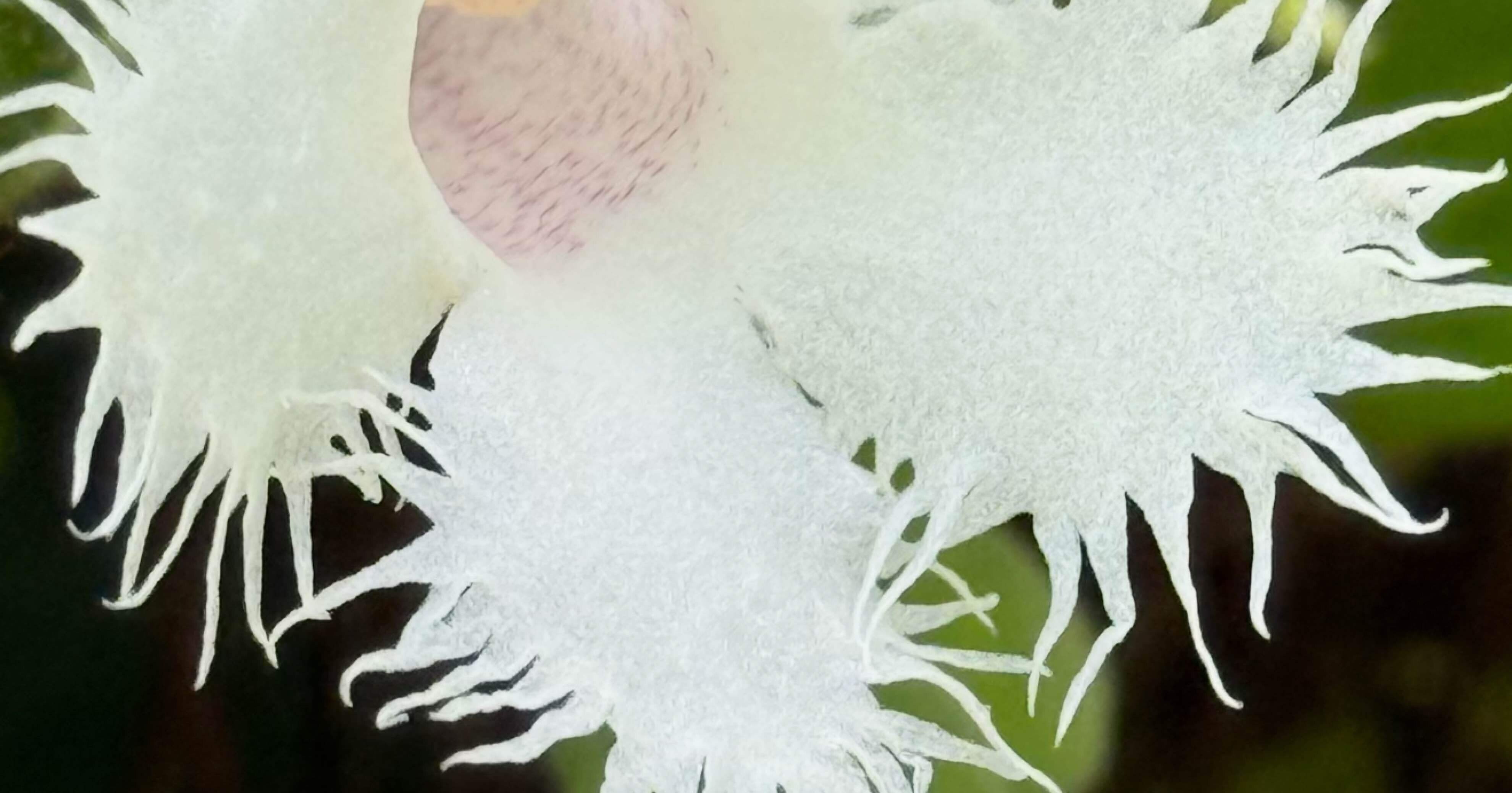 アルソビア ディアンティフロラ 室内花の女王｜EGGSEED