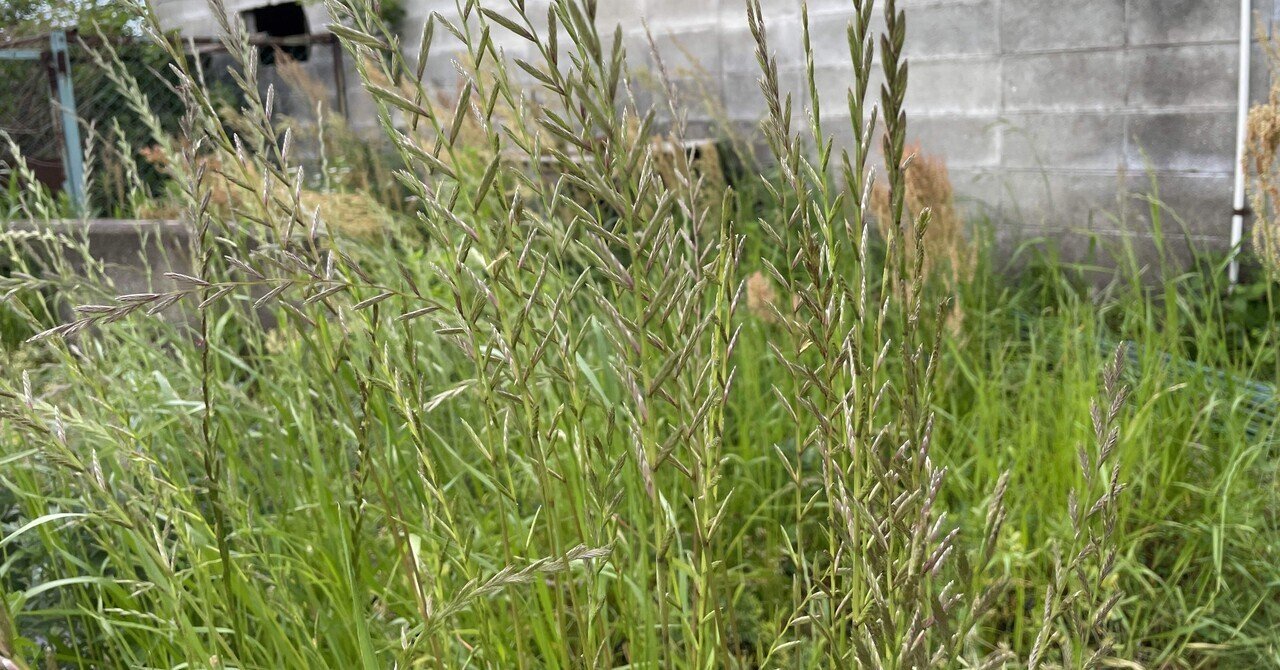 コーヒーかすで雑草対策｜山と休日メシ