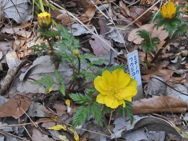 神代植物公園植物多様性センターで見た花 02 29 Waiwai Note
