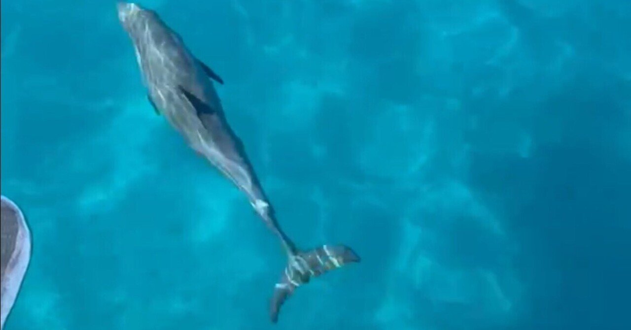 群青イルカ◆自己紹介参照 2023年 イルカ🐬】 ストーリーをリール動画にしてみました