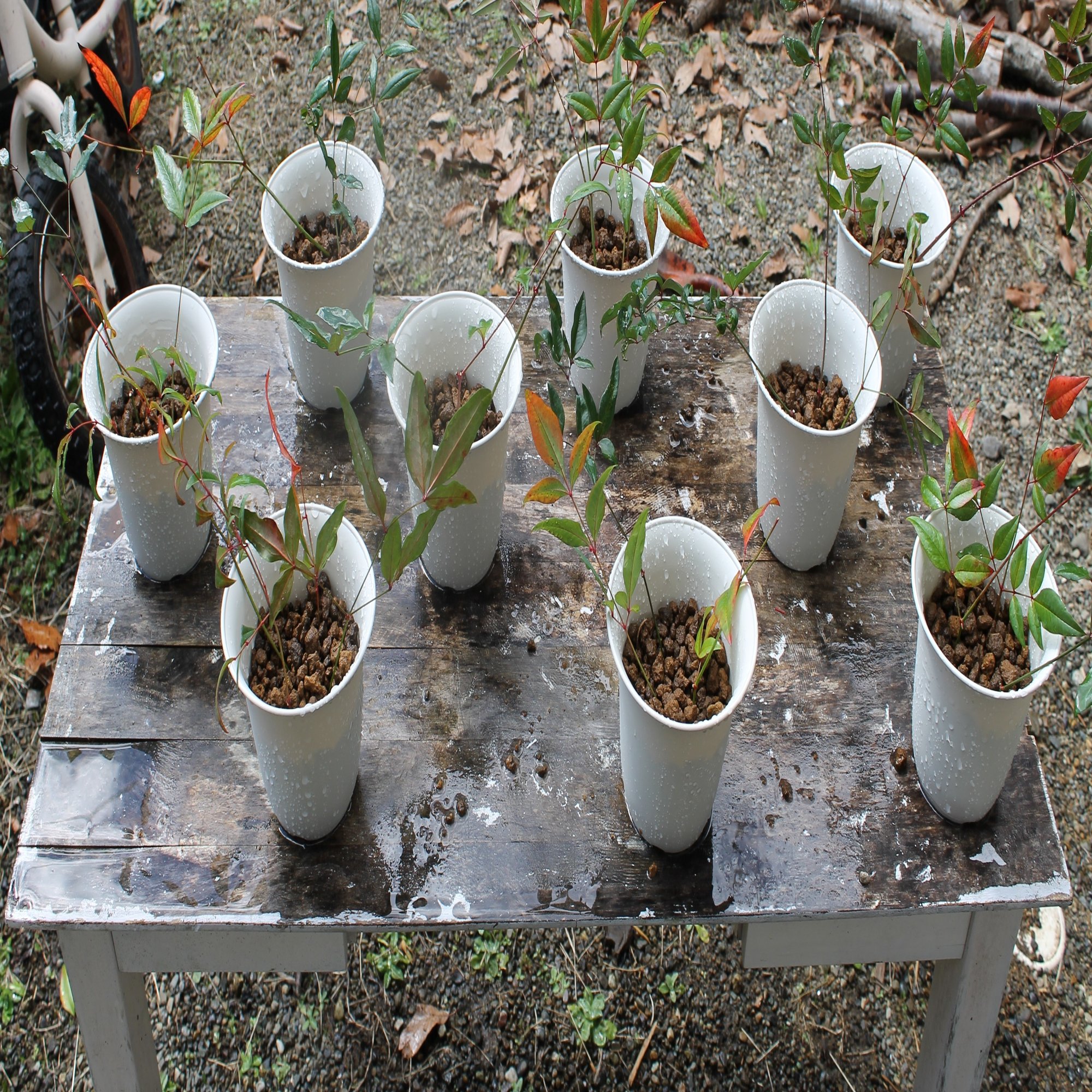 南天剪定と挿し木 3 5 Nakada Shugo Note