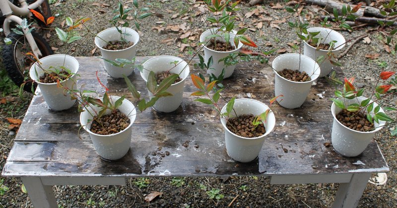 南天剪定と挿し木 3 5 Nakada Shugo Note