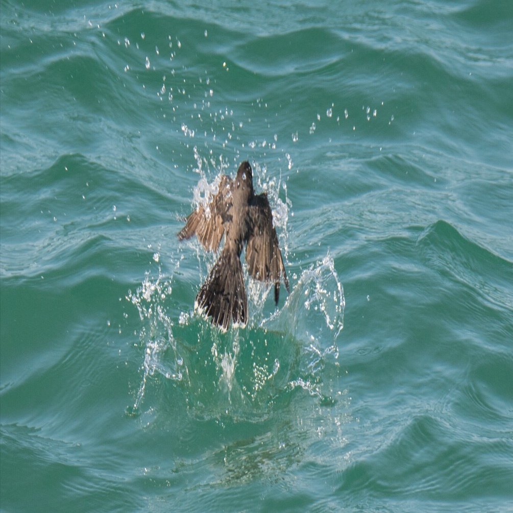 シカゴでバードウォッチング！】 Eastern Kingbird オウサマタイラン