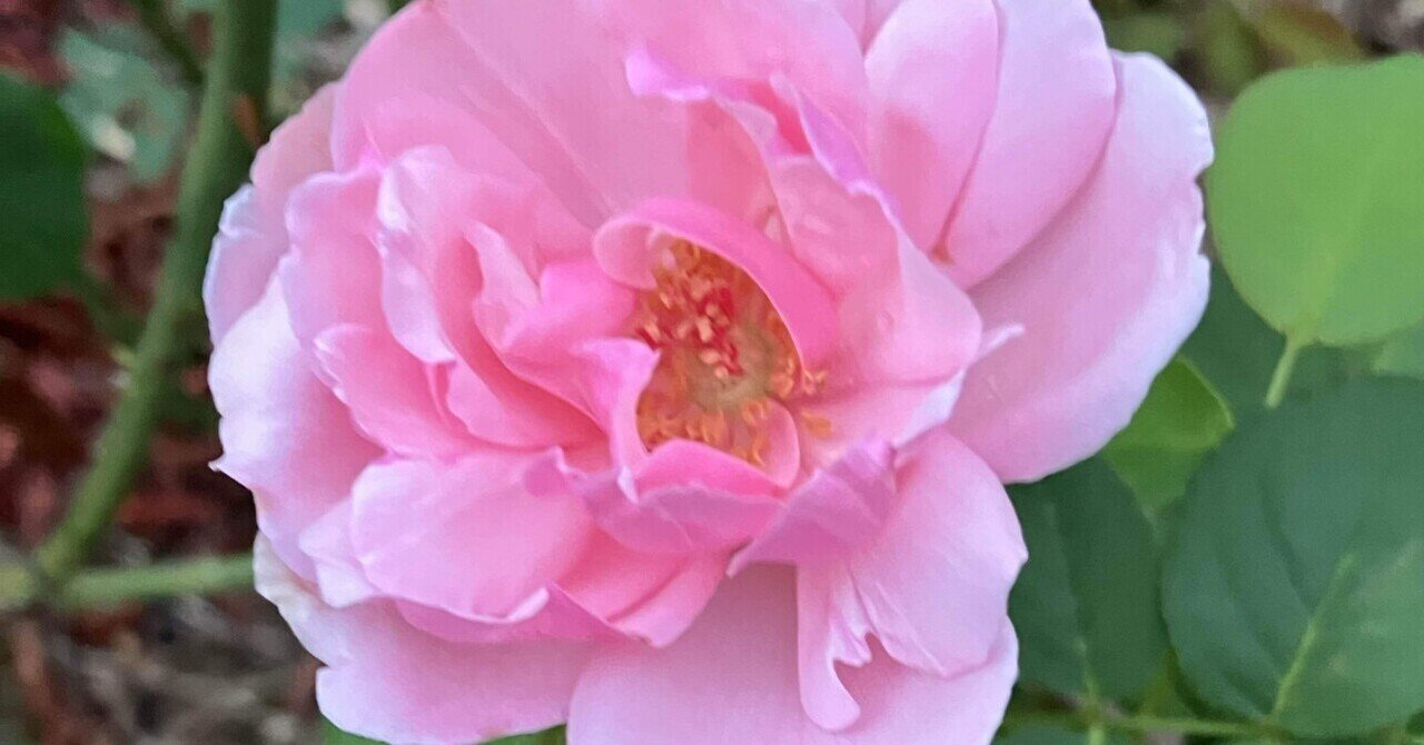 のの★薔薇と紫陽花　最高級綿100%セミダブル　クイーン仕立て直し のの様専用☆薔薇と紫陽花 最高級綿100%セミダブル クイーン