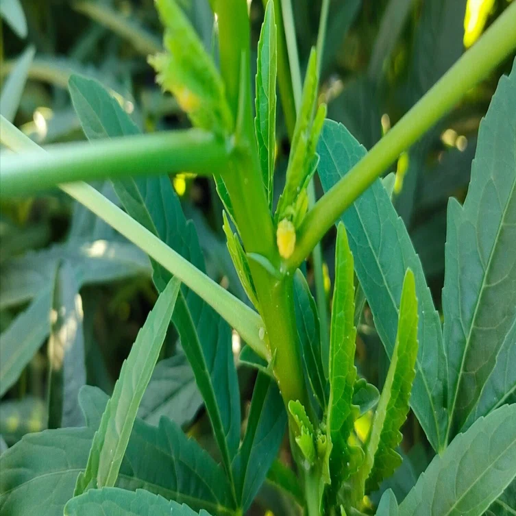 美容食ローゼルに恋した主婦の植育日記:摘芯しようかな？｜ローゼルの