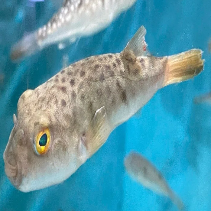 ヒガンフグ《展示動物解説》｜桂浜水族館 公式