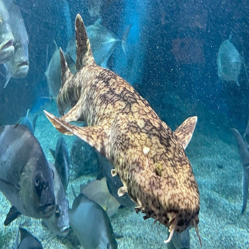 オオセ《展示動物解説》｜桂浜水族館 公式