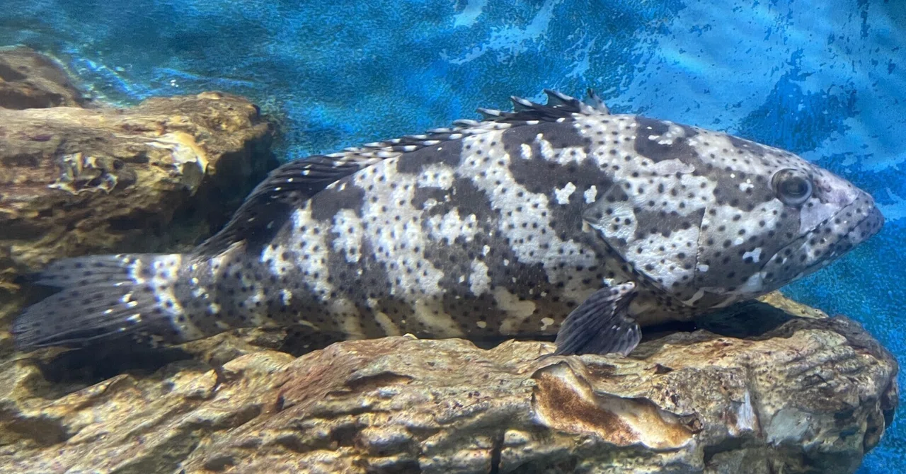 ヤイトハタ《展示動物解説》|桂浜水族館 公式