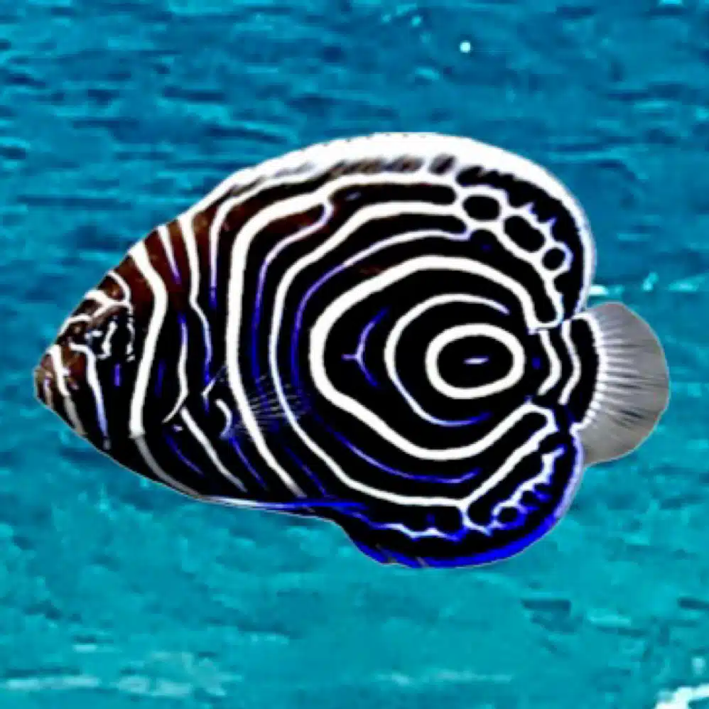 海遊魚