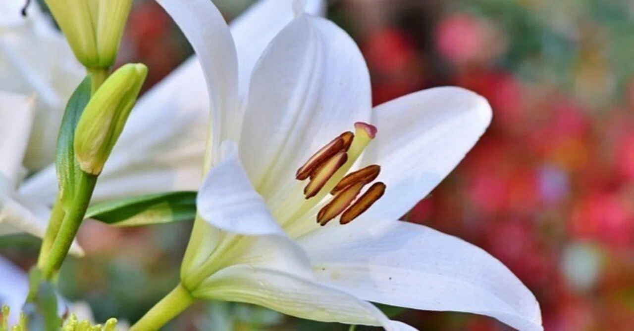 白百合 花 言葉