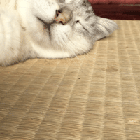 高校生teeの映画館 No 23 犬と私の10の約束 あらすじ 見どころ 感想 高校生tee Note 高校生teeの映画館 No 23 犬と私の10の約束 あらすじ 見どころ 感想 高校生tee Note