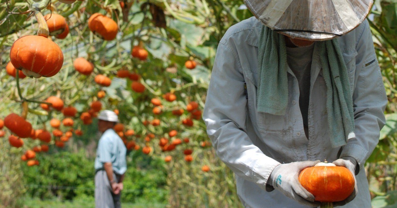 宙に浮く奇跡のカボチャ「奥会津金山赤カボチャⓇ」ができるまで｜福島