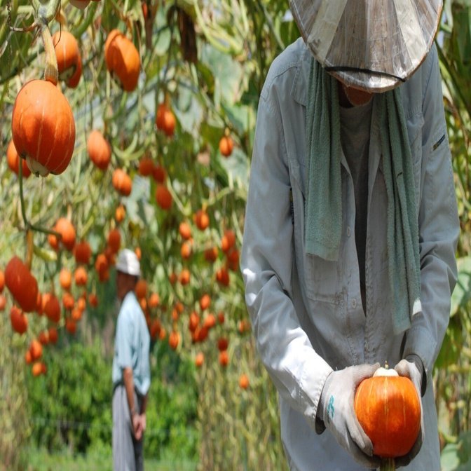 宙に浮く奇跡のカボチャ「奥会津金山赤カボチャⓇ」ができるまで｜福島