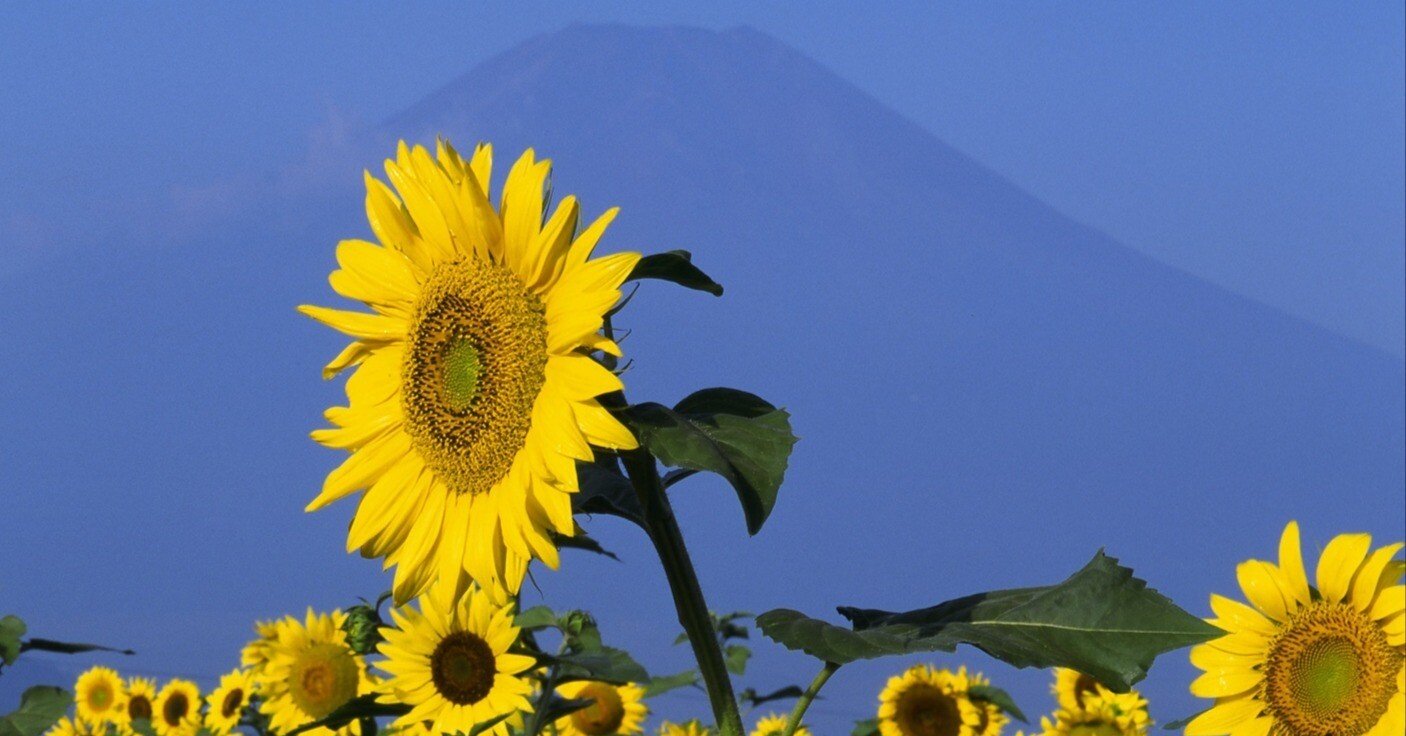 向日葵 モダン掛け軸 「向日葵」 | iichi 日々の暮らしを心地よくする