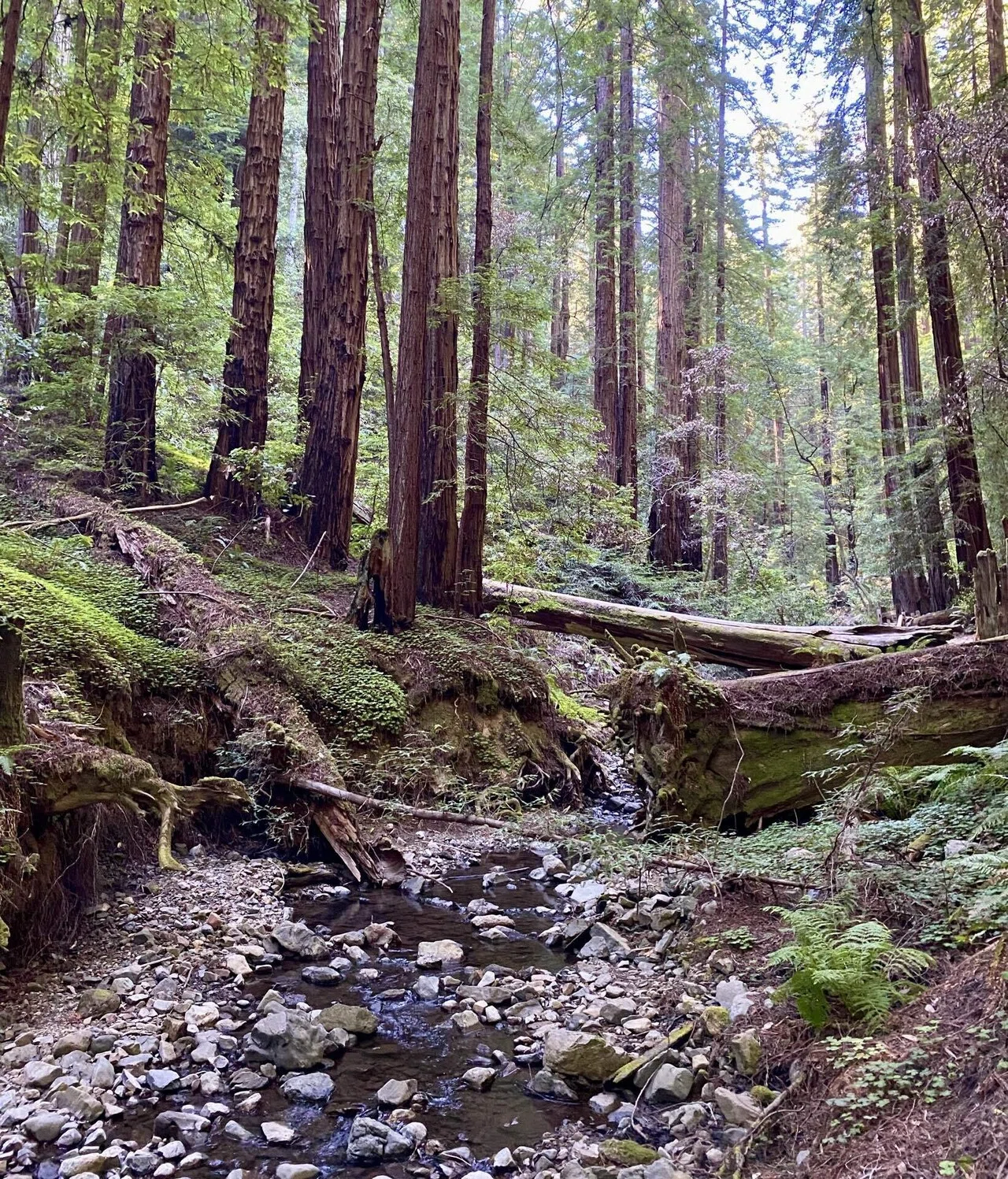 サンフランシスコ近郊のオアシス〈Muir Woods National Monument〉で
