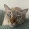 ラテ｜ねこを手本に生きる知恵