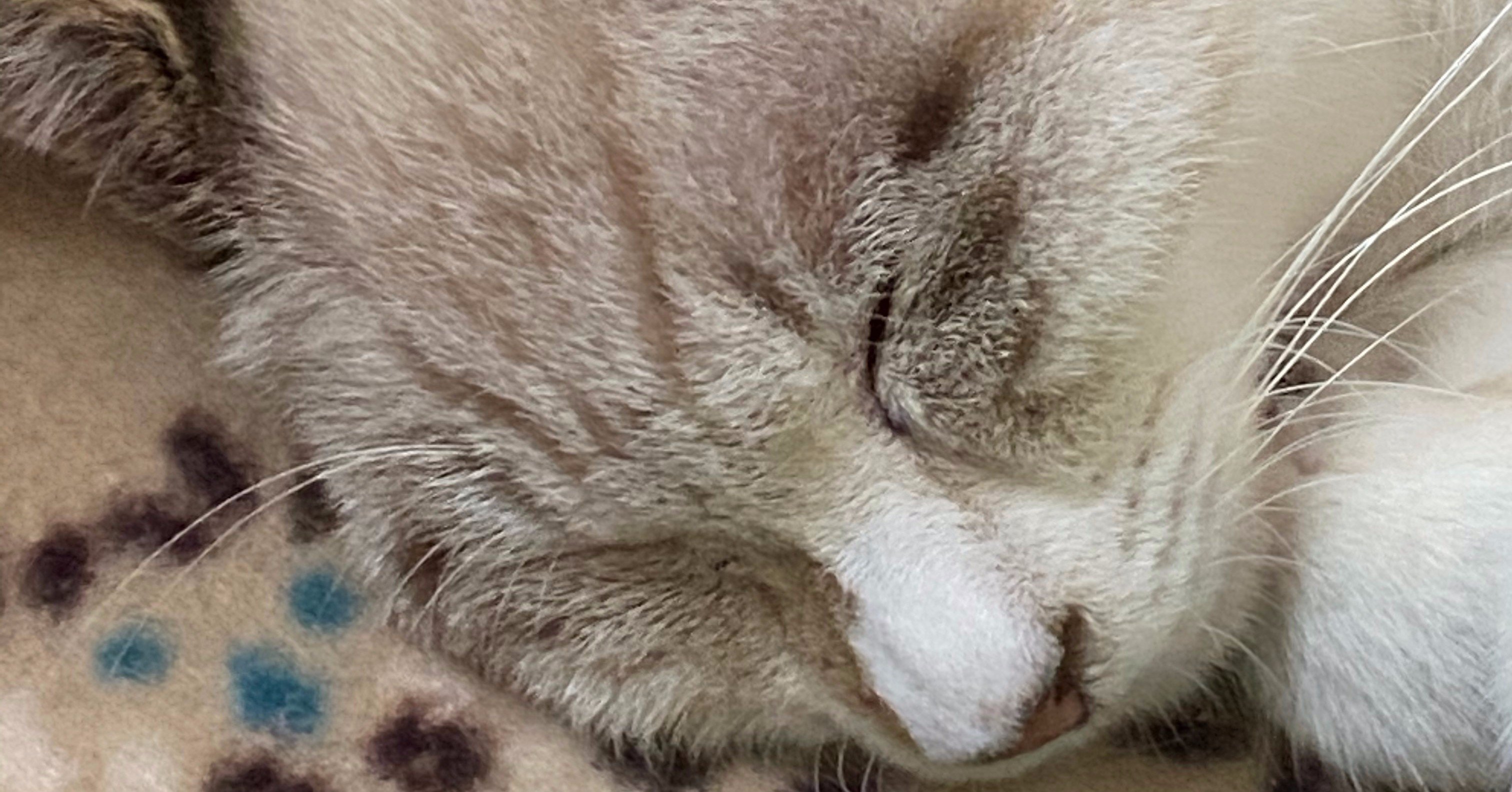 猫を保護した話 7日目 しっぽ切断vo 1 Yumihira Note 猫を保護した話 7日目 しっぽ切断vo 1 Yumihira Note