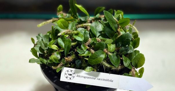 ブセファランドラsp．Mini Coin 「インドネシア」 Bucephalandra